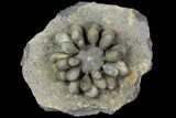 Jurassic Club Urchin (Cidaropsis) - Boulmane, Morocco #116783-2